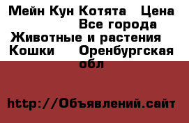 Мейн Кун Котята › Цена ­ 15 000 - Все города Животные и растения » Кошки   . Оренбургская обл.